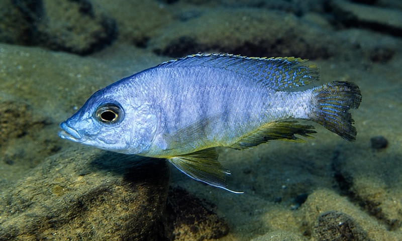Mylochromis mola 'Mbenji Island'